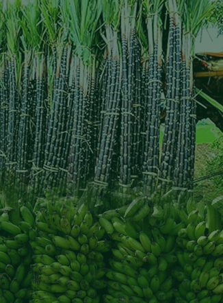 दादर मार्केट