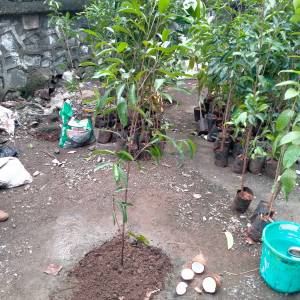 WhatsApp_Image_2025-07-09_at_12.15.21_PM_2_original