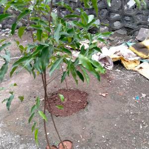 WhatsApp_Image_2025-07-09_at_12.15.22_PM_2_original